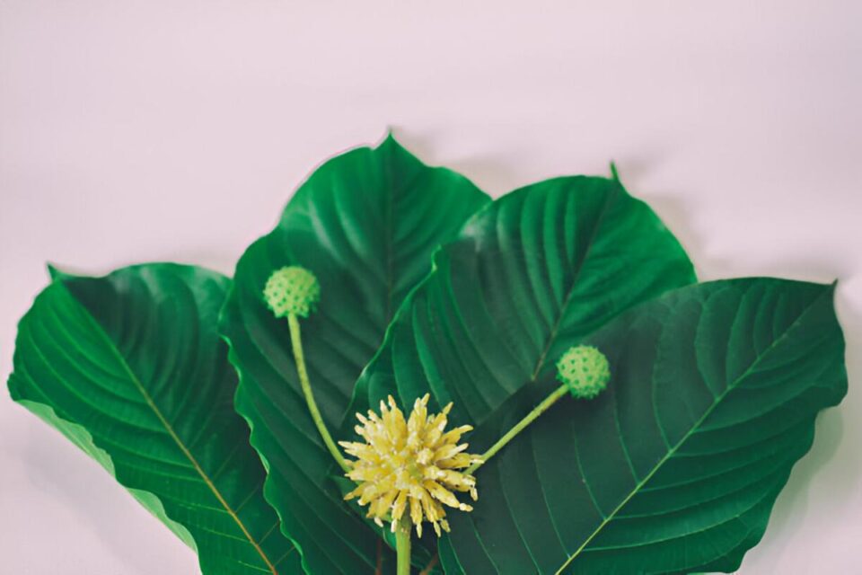 Krave Kratom