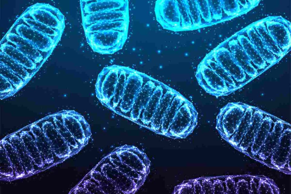 Mitochondrial Diseases
